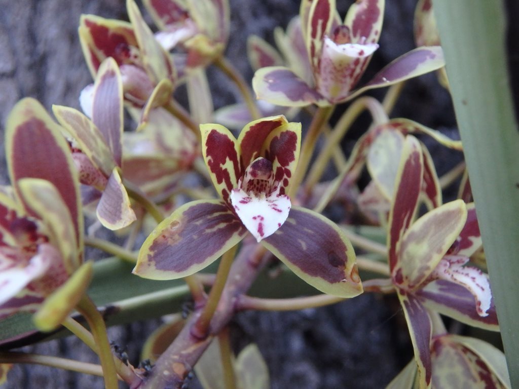 cymbidium canaliculatum