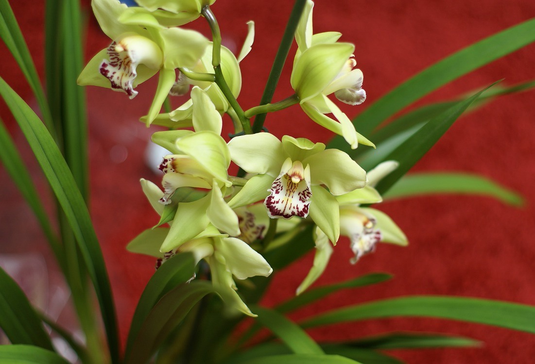 cymbidium-flor-verde-