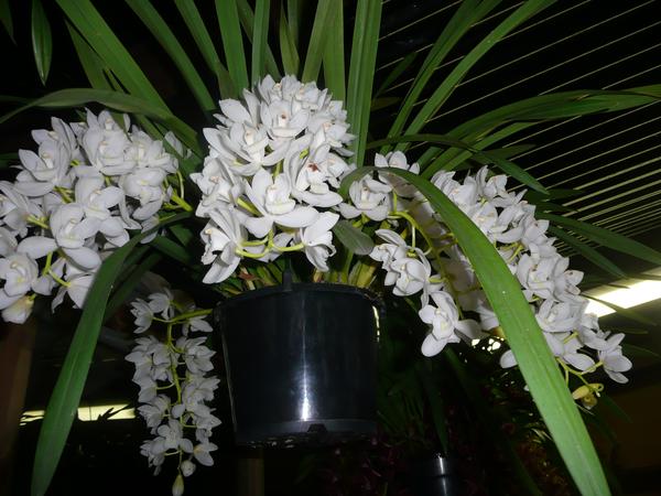 cymbidium-s