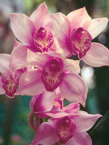 cymbidium sp