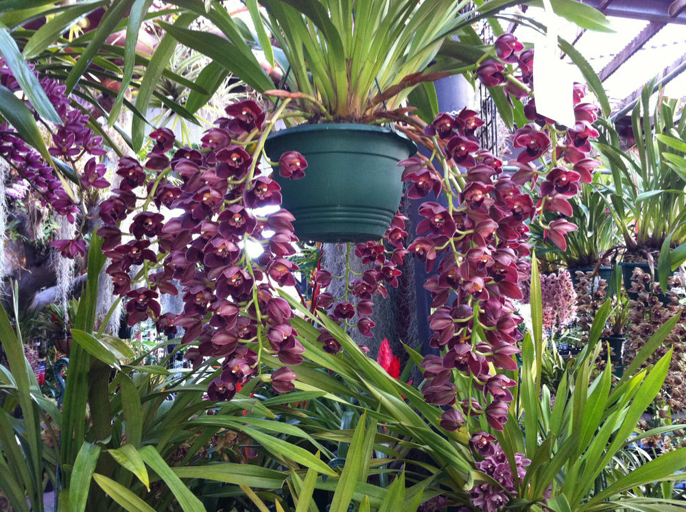 cymbidium ssp