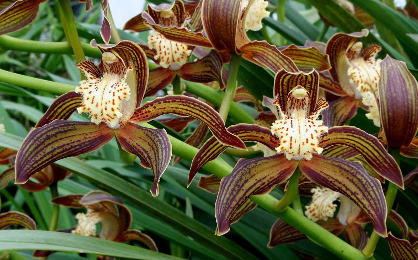 cymbidium traceyanum