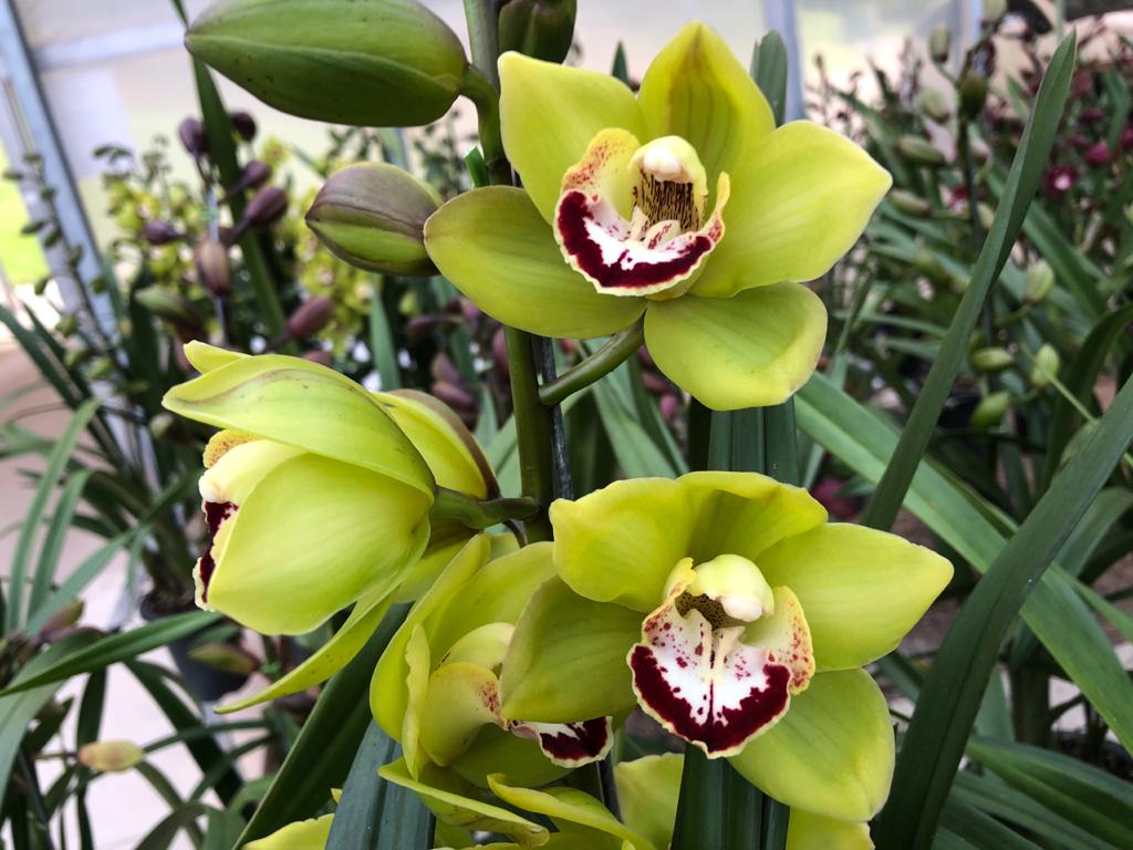 cymbidium verde