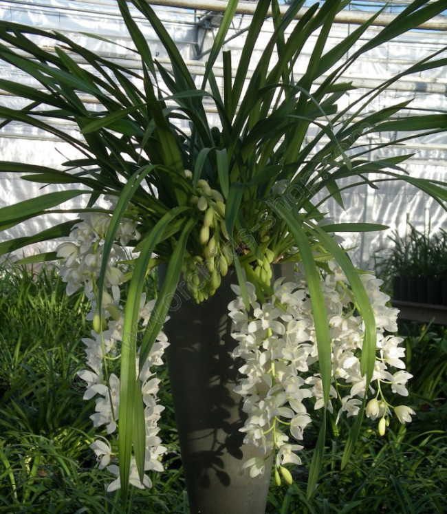 cymbidium