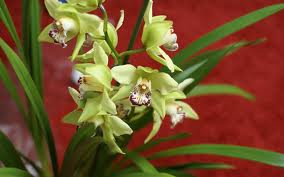 cymbidium