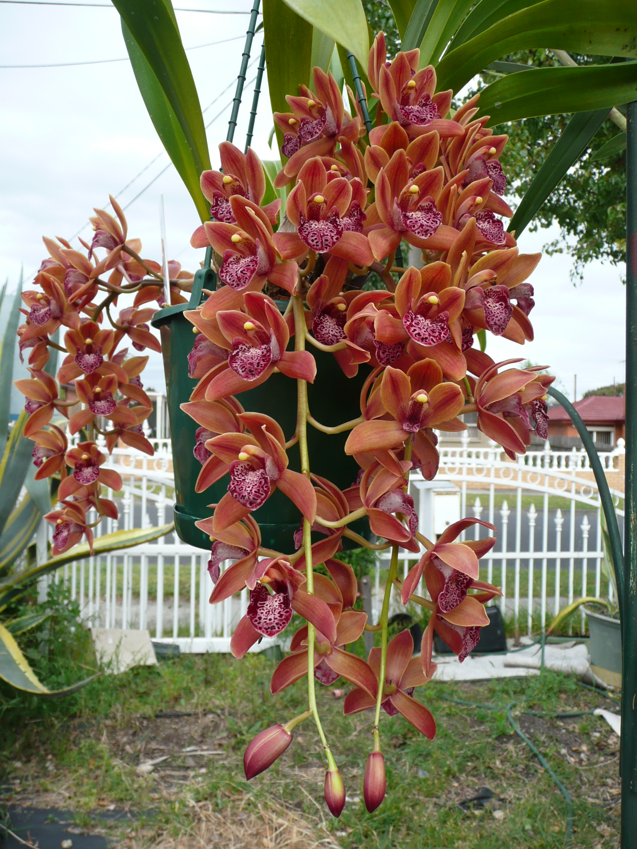 cymbidium1