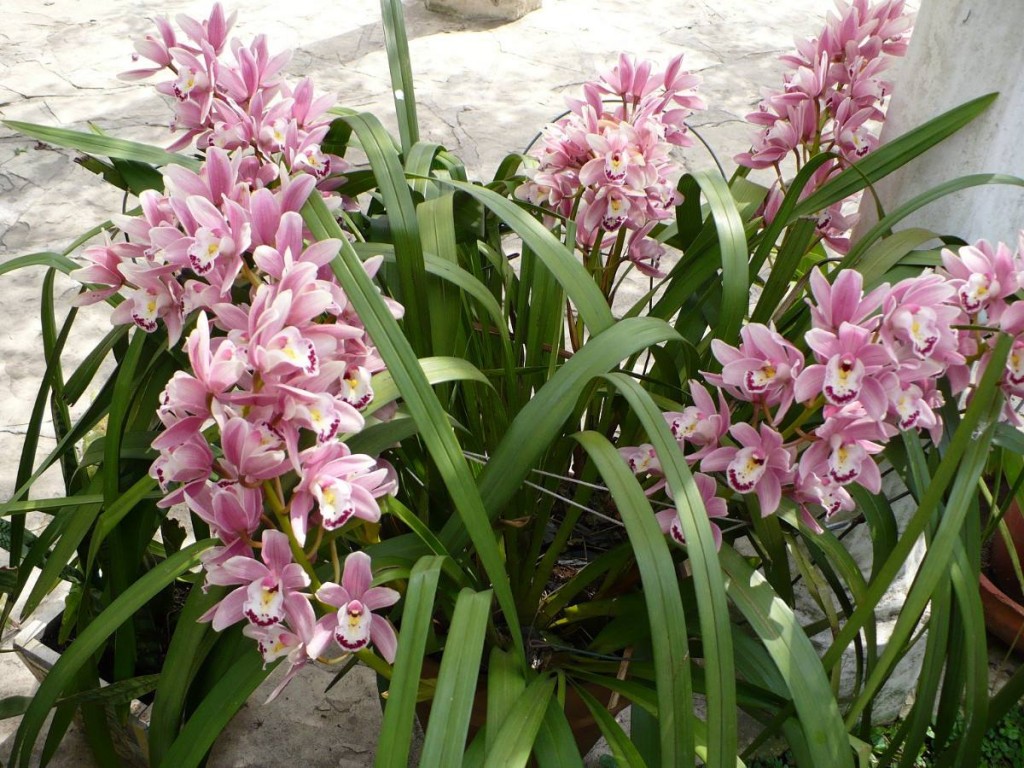 cymbidium