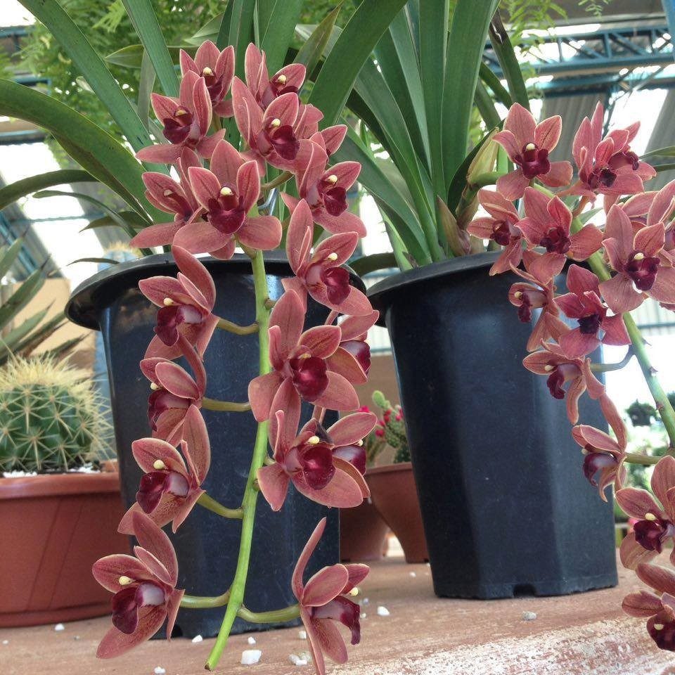 cymbidium