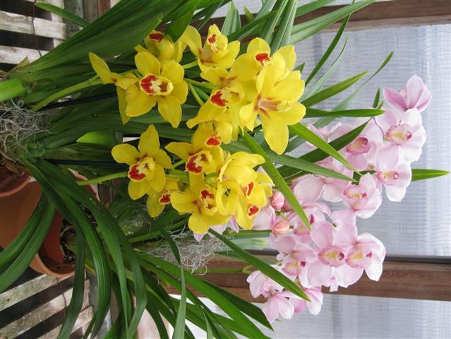 cymbidium_11