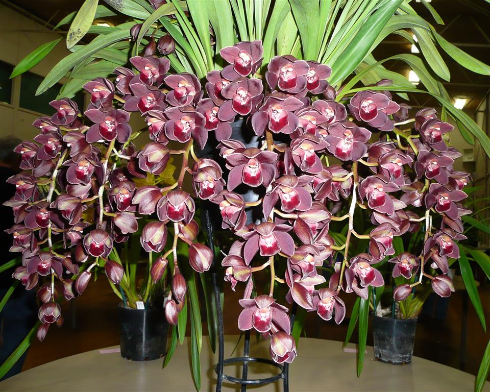 cymbidium