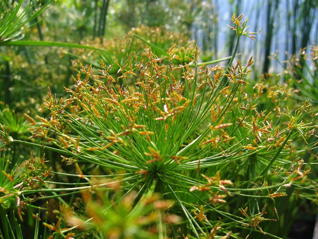 cyperus-papyrus-nanus 