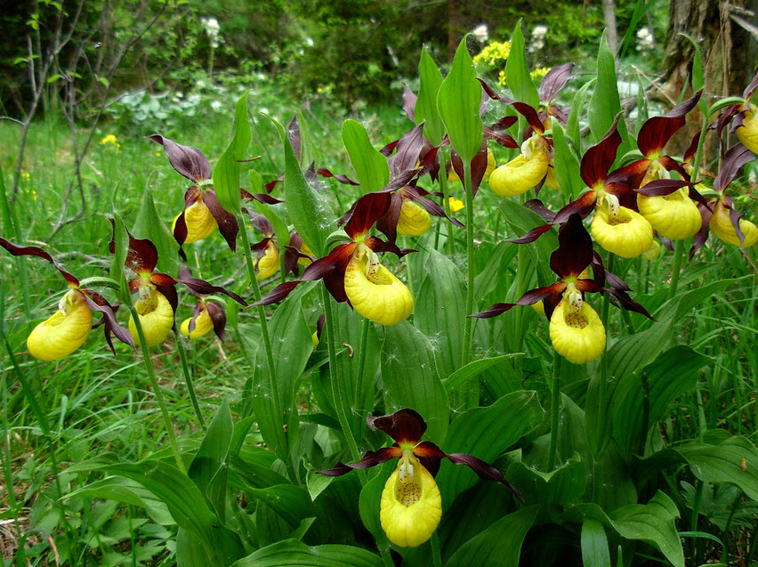 cypripedium-1