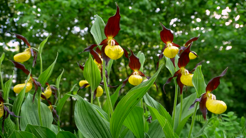 cypripendium