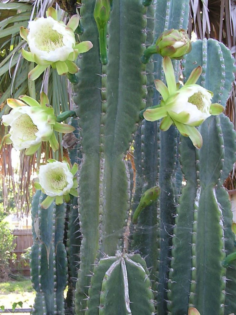 Pilosocereus magnificus