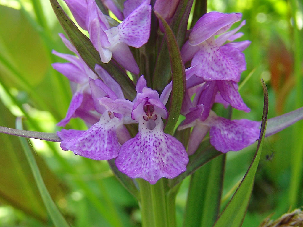 dactylorhiza praetermissa-rietorchis-04