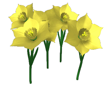 daffodilsswayinghgclrob3