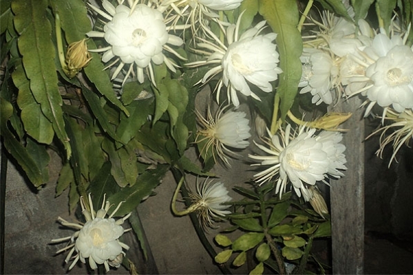 Raizes & Folhas - A Dama da Noite (Epiphyllum Oxipetalum