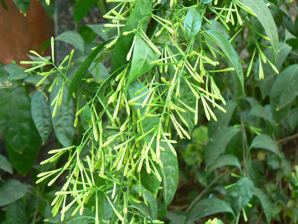 Plantas no Vilela: DAMA DA NOITE - Cestrum nocturnum