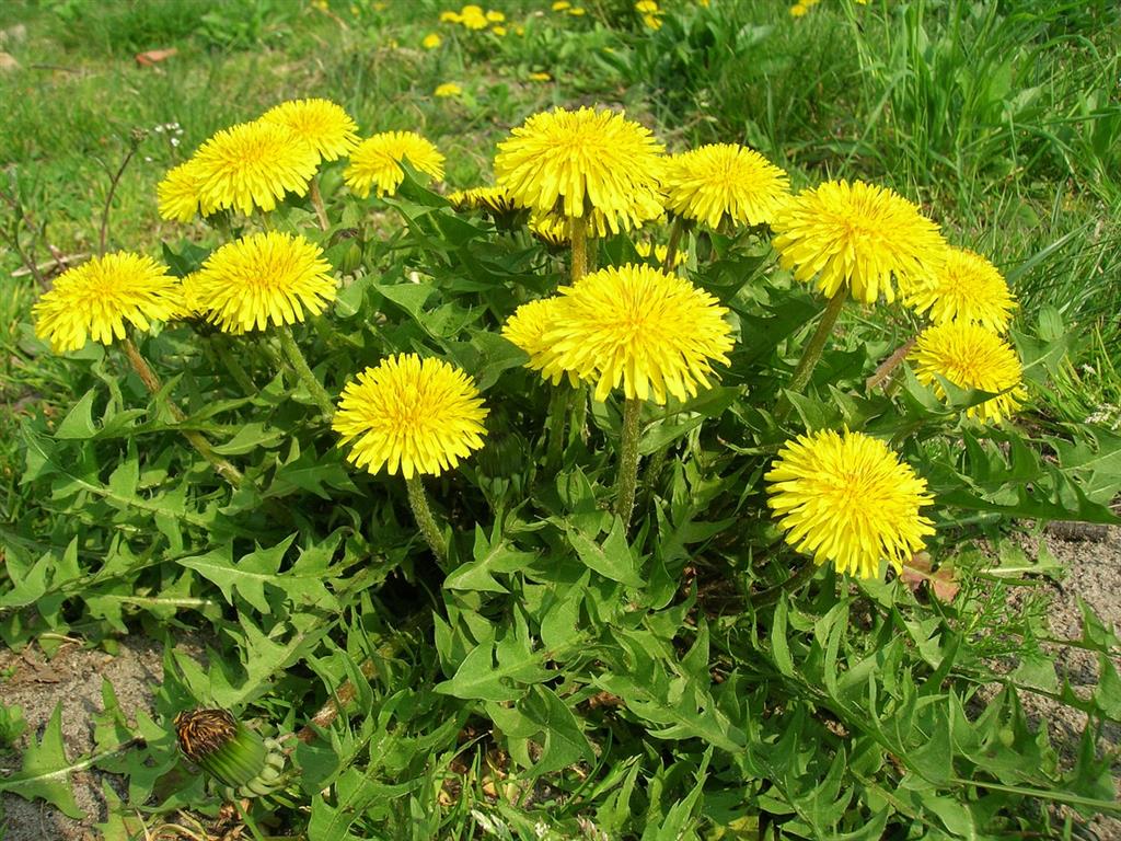 Taraxacum officinale