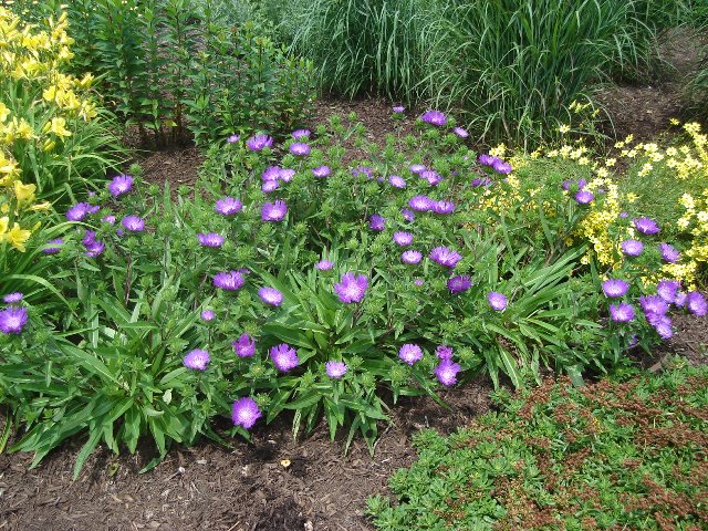 danubio-stokesia-laevis