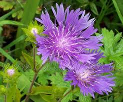 danúbio-azul - Stokesia laevis