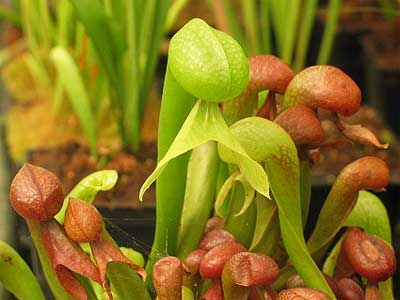 darlingtonia