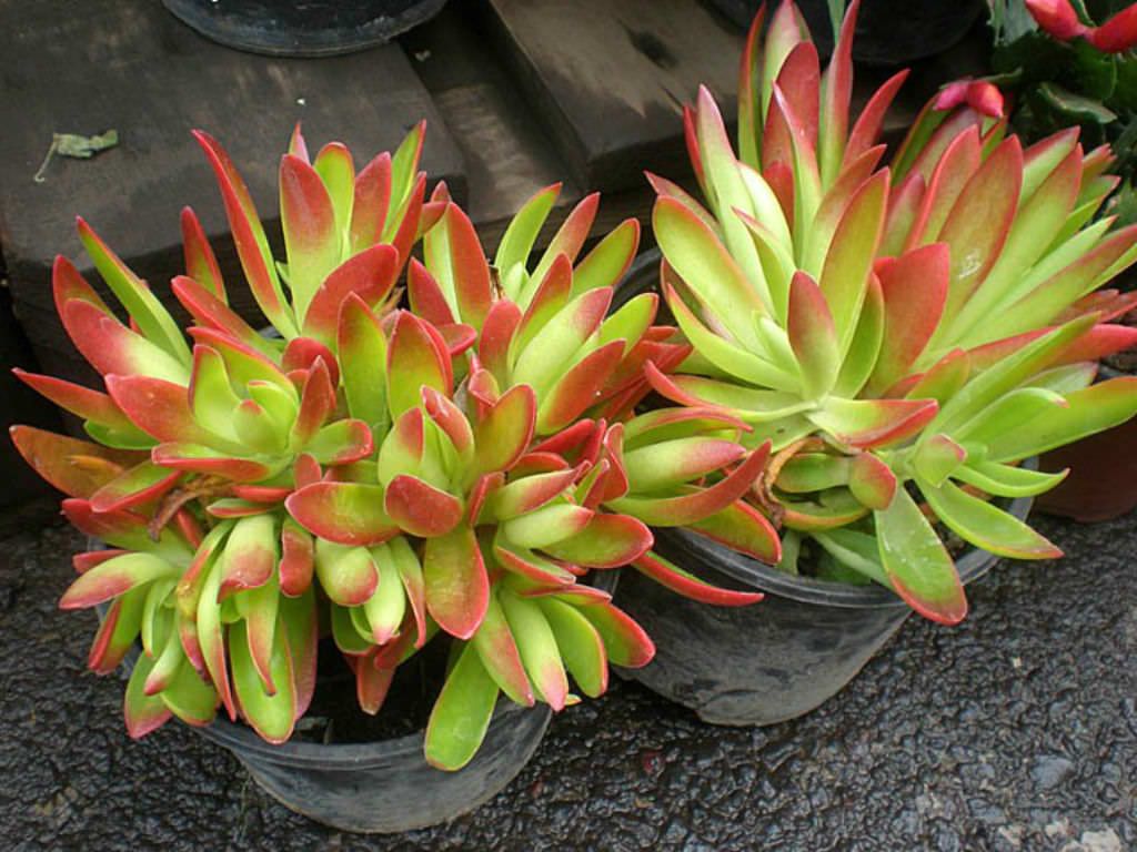  Crassula capitella 'Campfire' 