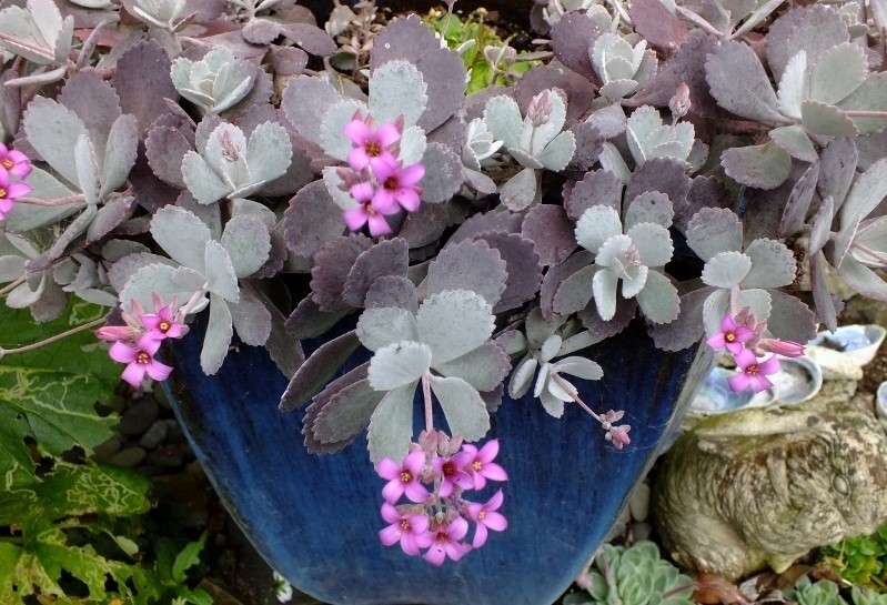 kalanchoe pumila