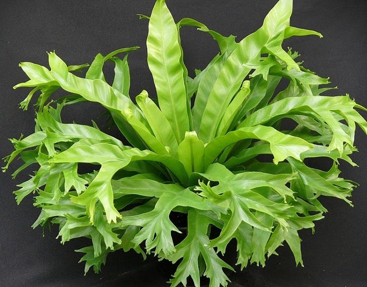 Asplenium nidus 'crissie'