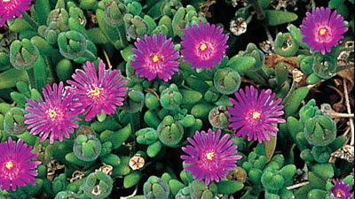 delosperma-aberdeenese