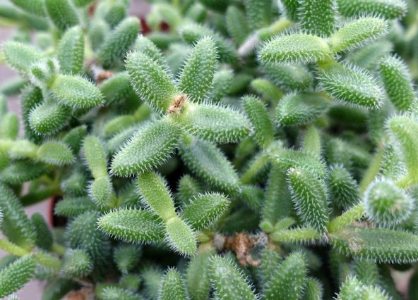 delosperma-echinatum