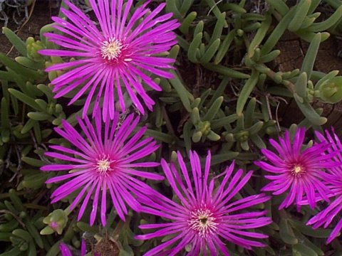 delosperma1