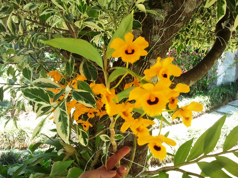 dendrobium amarelo 8