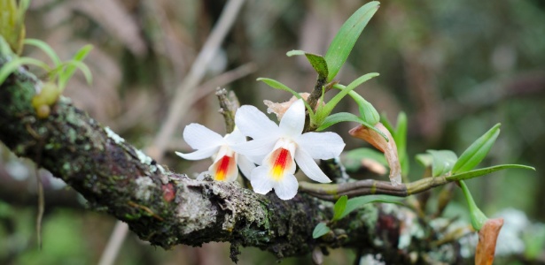 dendrobium-christyanum-