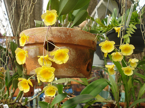 dendrobium lindleyii