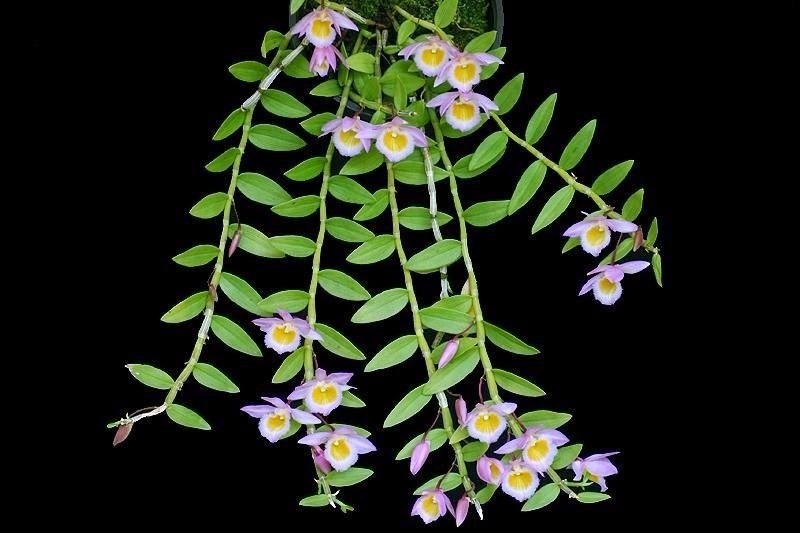 dendrobium-loddigesii-