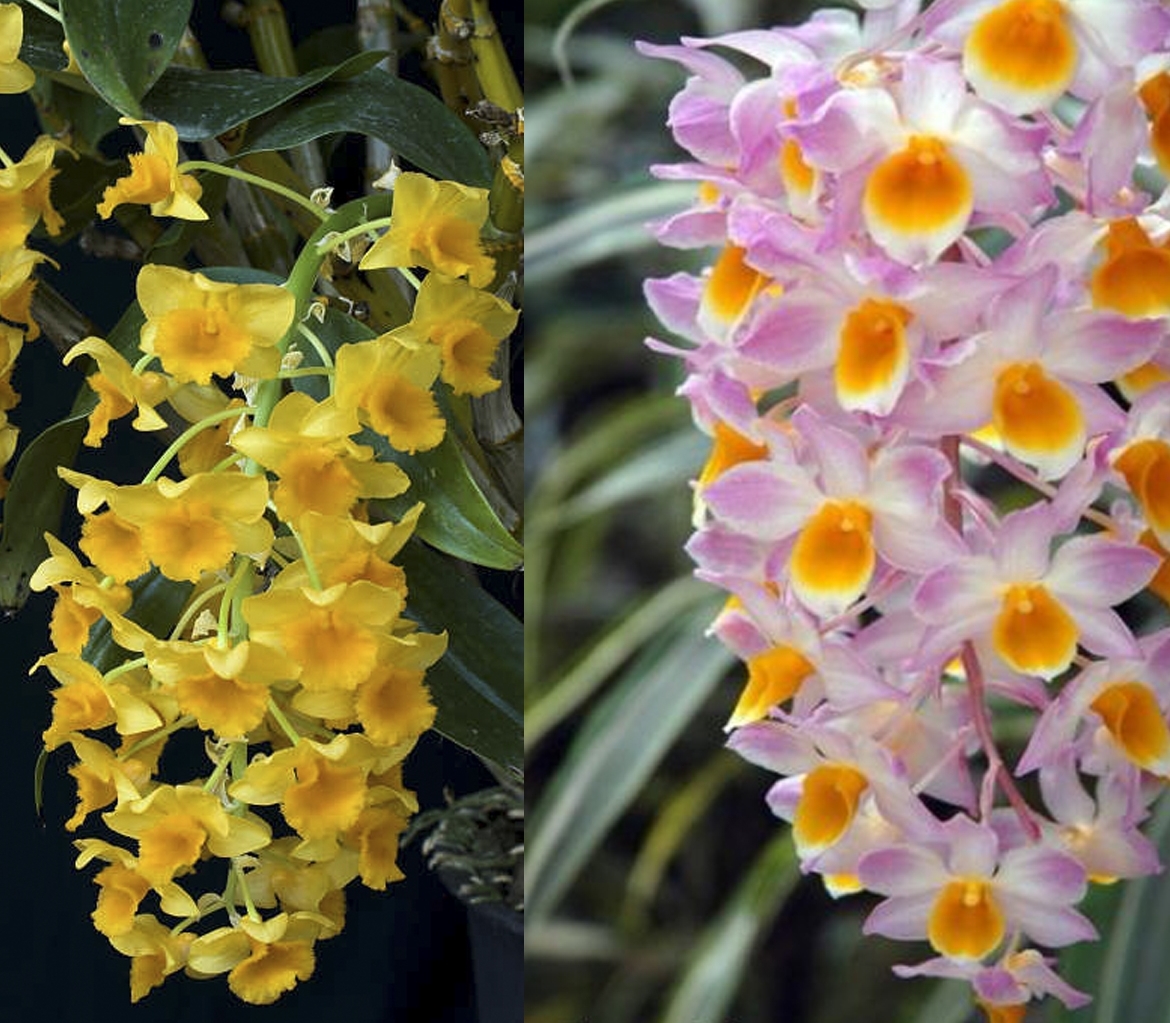 dendrobium-mousmee-x-dendrobium-densiflorum