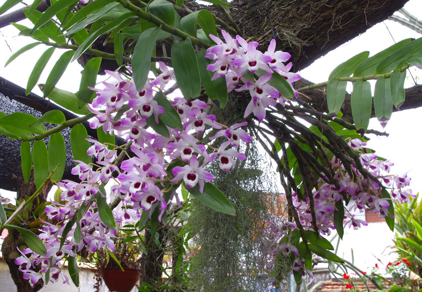 dendrobium nobile