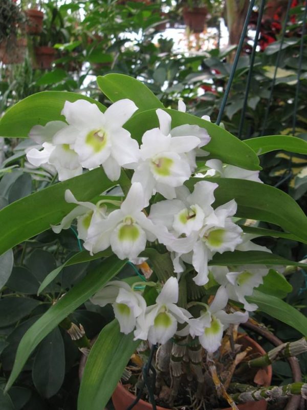 dendrobium-nobile2-