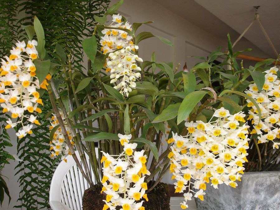 dendrobium thyrsiflorum 