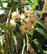 dendrobium