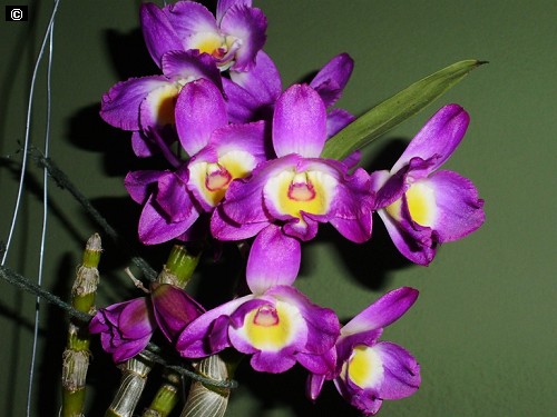 dendrobium