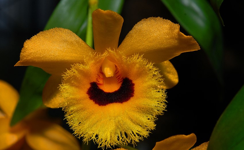 dendrobium22