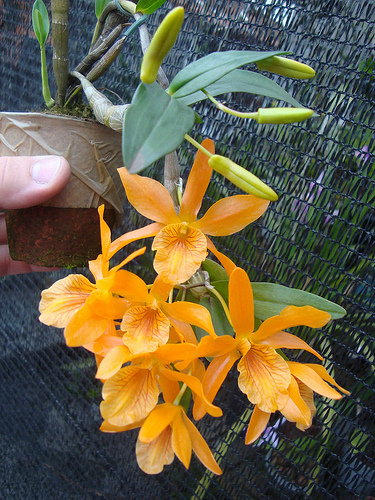 dendrobium