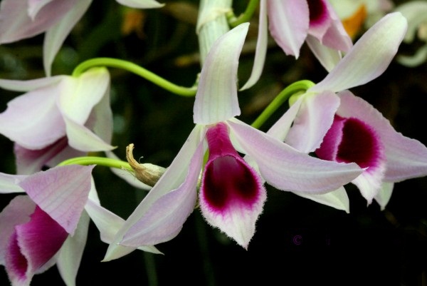 dendrobium