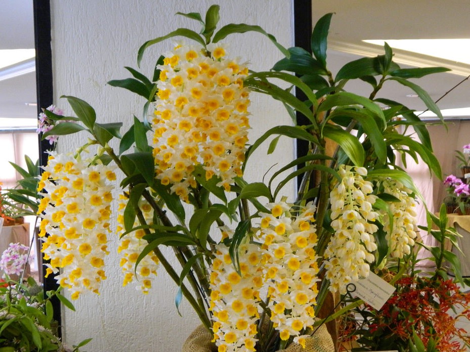 dendrobium_11