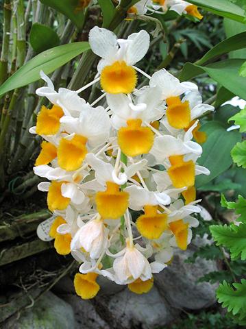 dendrobium_thyrsiflorum