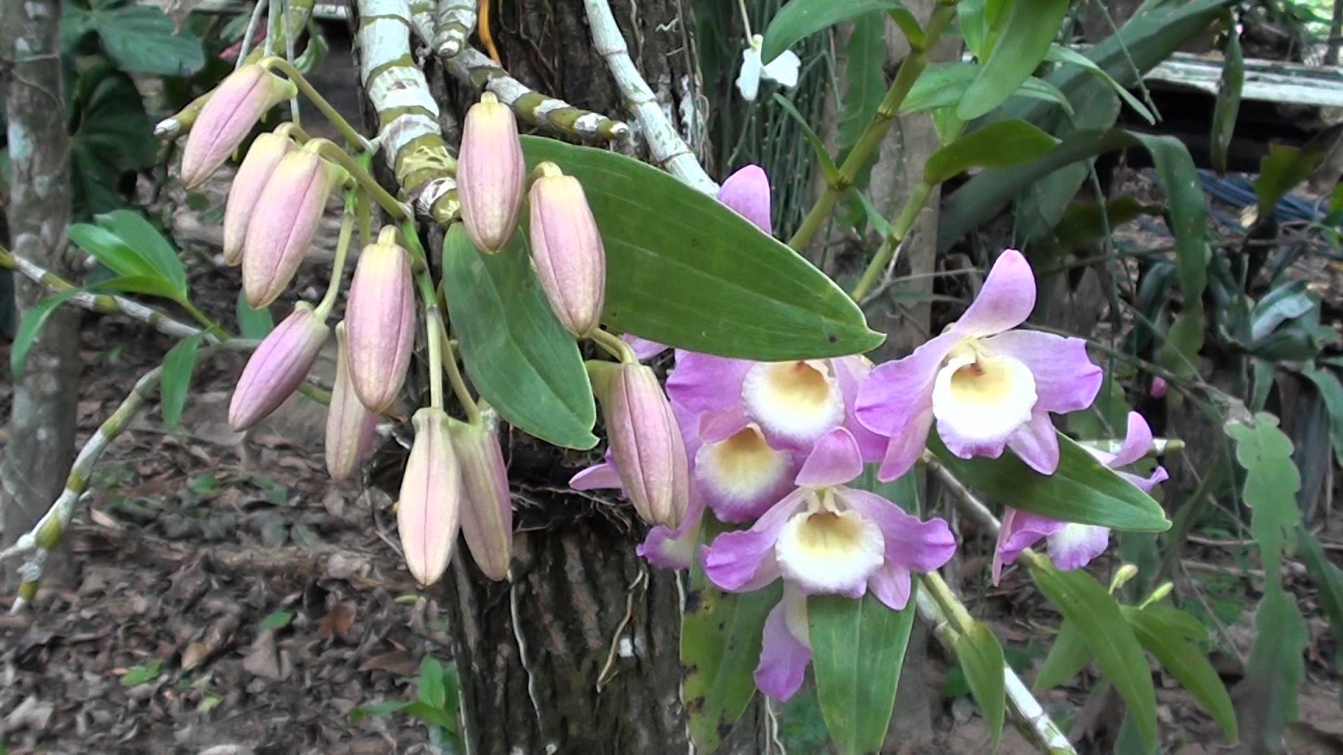 dendrobium