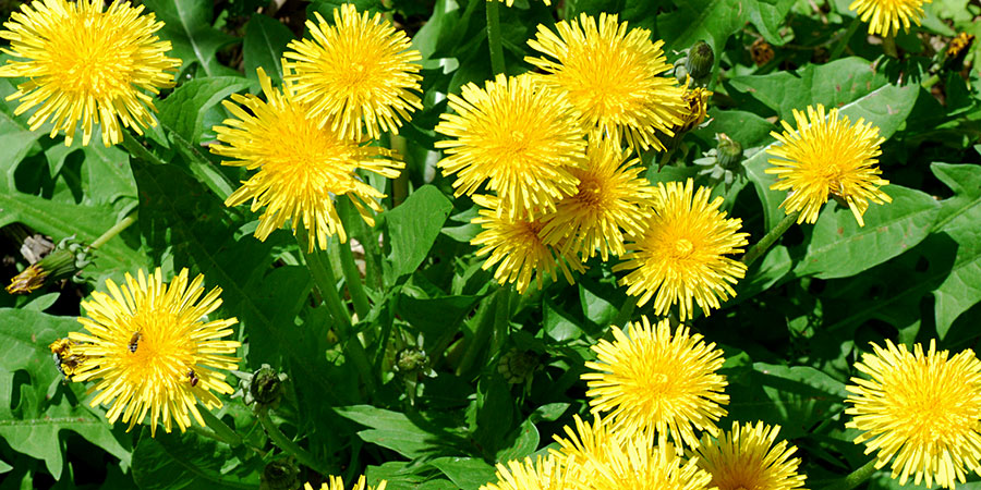 dentedeleaotaraxacum0001