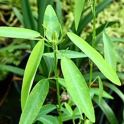 desmodium gyrans